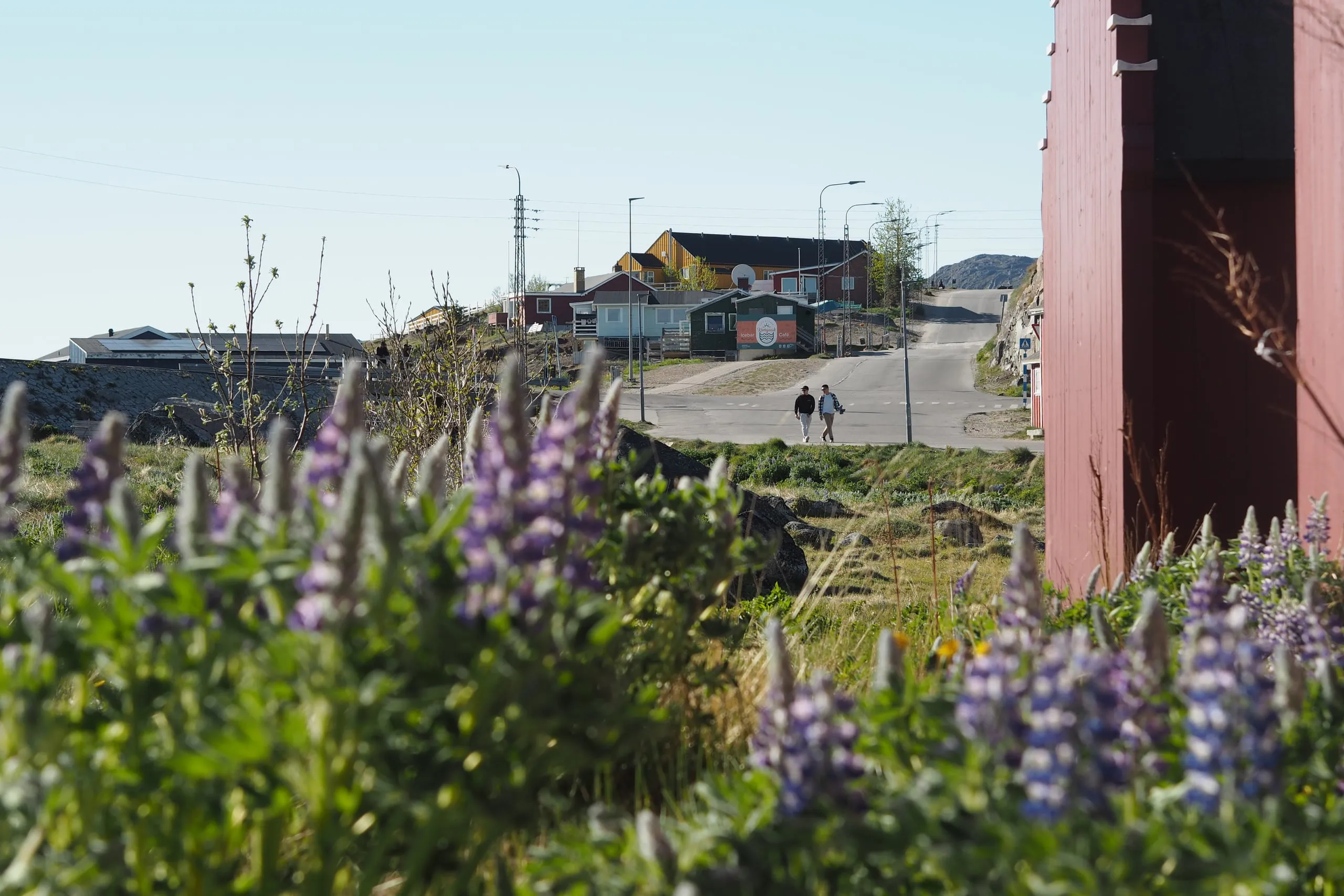 Purple lupins beside a road, where two people walk towards the houses of the town.